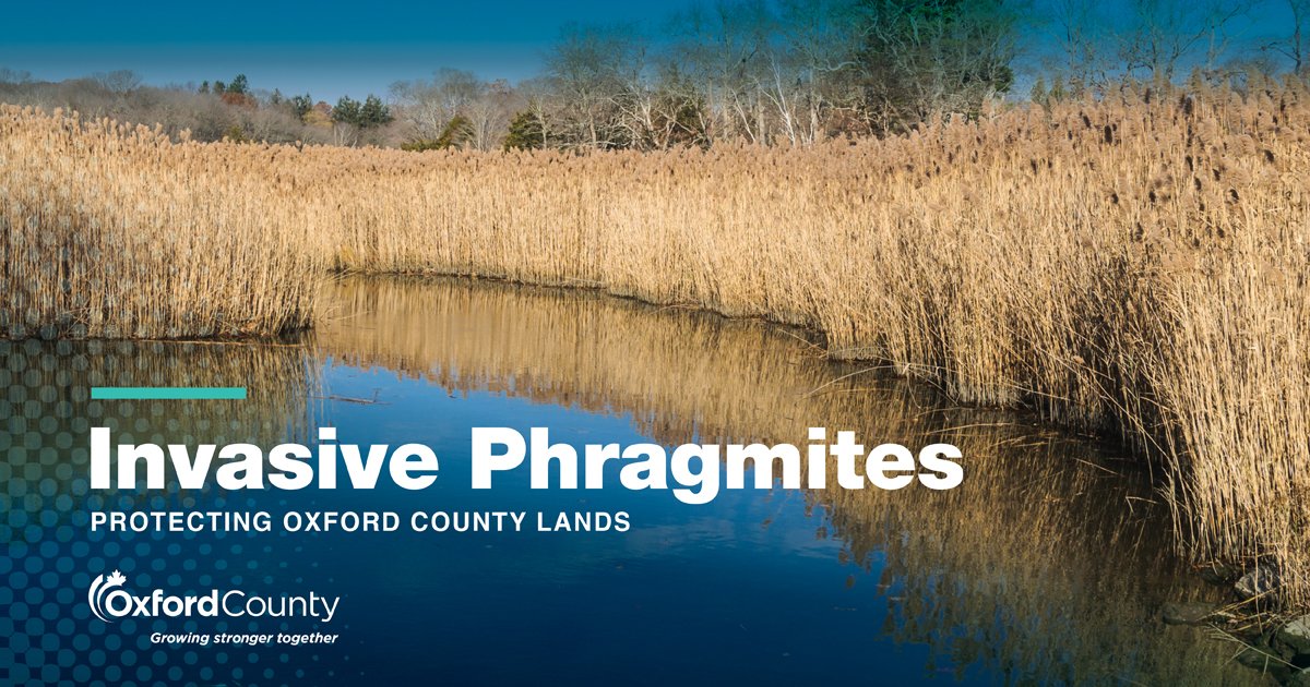 Phragmites with waterway invasive phragmites protecting oxford county lands