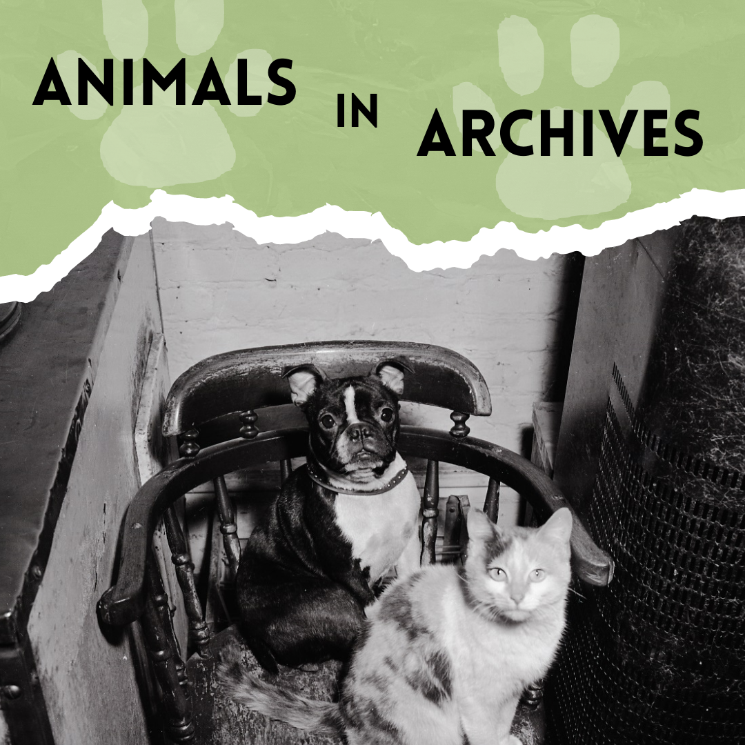 Animals in Archives graphic two dogs sitting on a chair