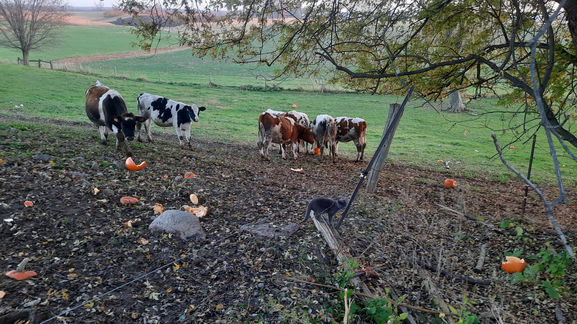 Cows eating pumpkins