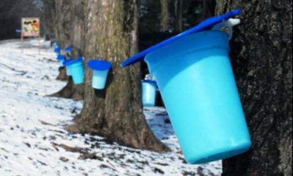 buckets on maple trees collecting sap