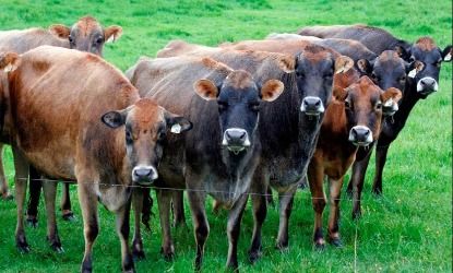 cows in a field